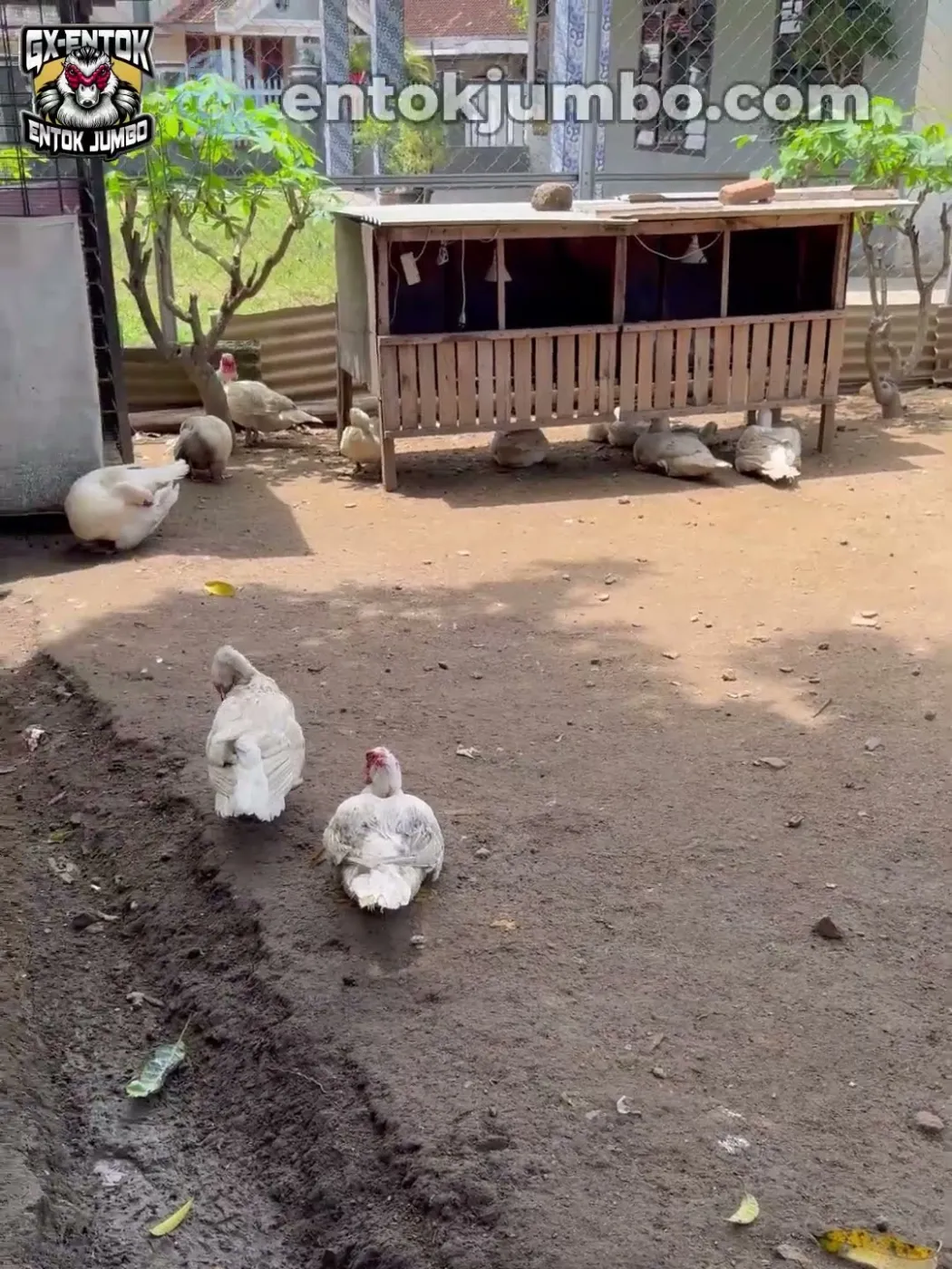 Entok jumbo berteduh di kolong kandang panggung