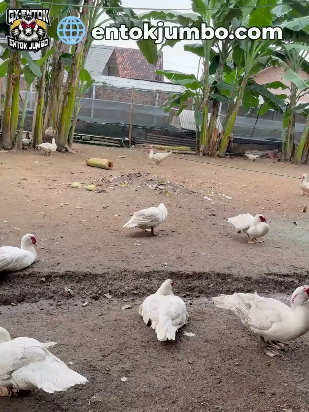 Pohon pisang sebagai peneduh halaman entok jumbo