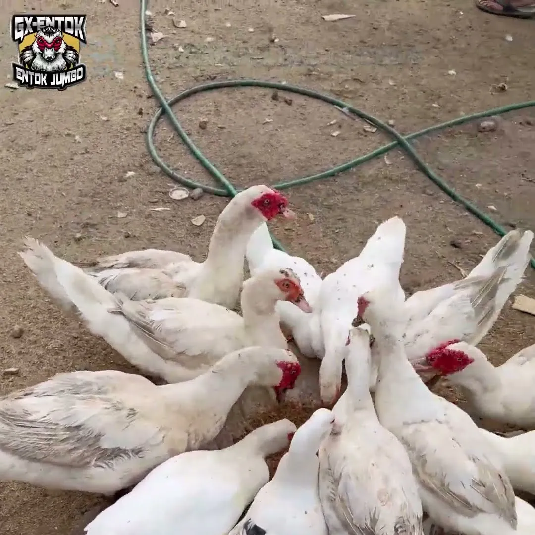 Pakan ditabur langsung di tanah untuk entok jumbo