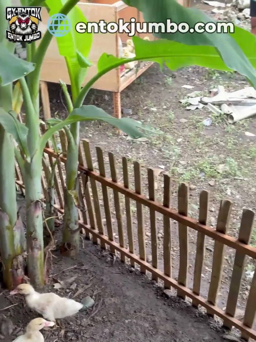 Pagar kecil melindungi tanaman dari entok jumbo