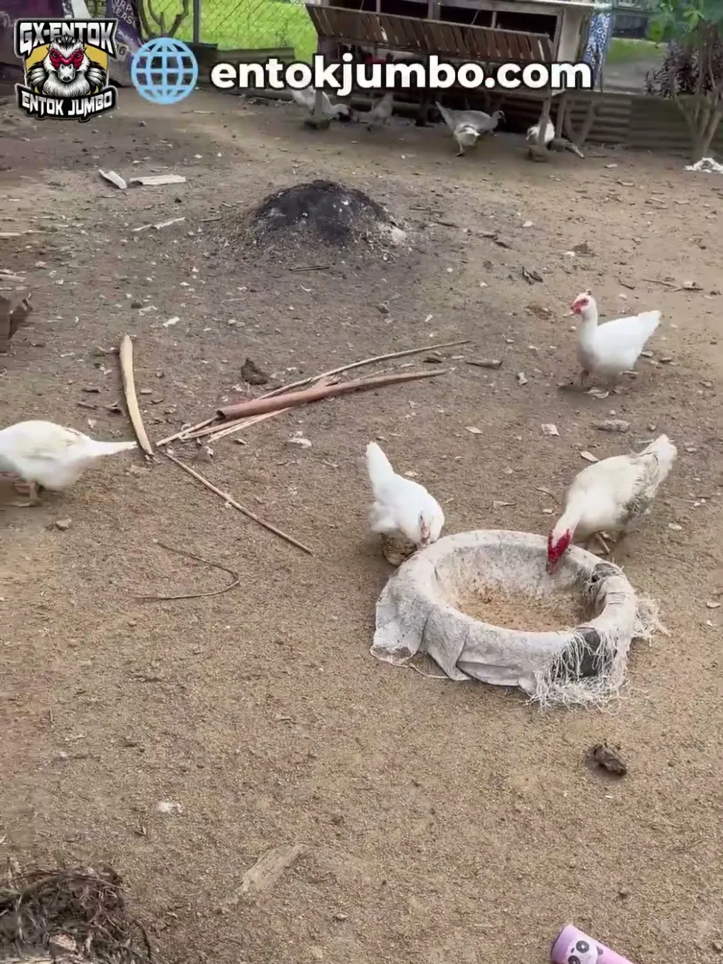 Wadah pakan di halaman terbuka perlu dilindungi dari hujan