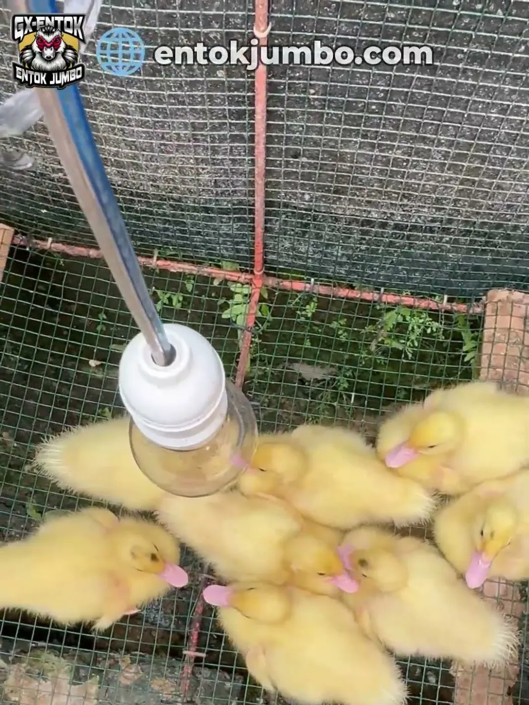 Botol minum gantung di kandang kawat anakan entok jumbo