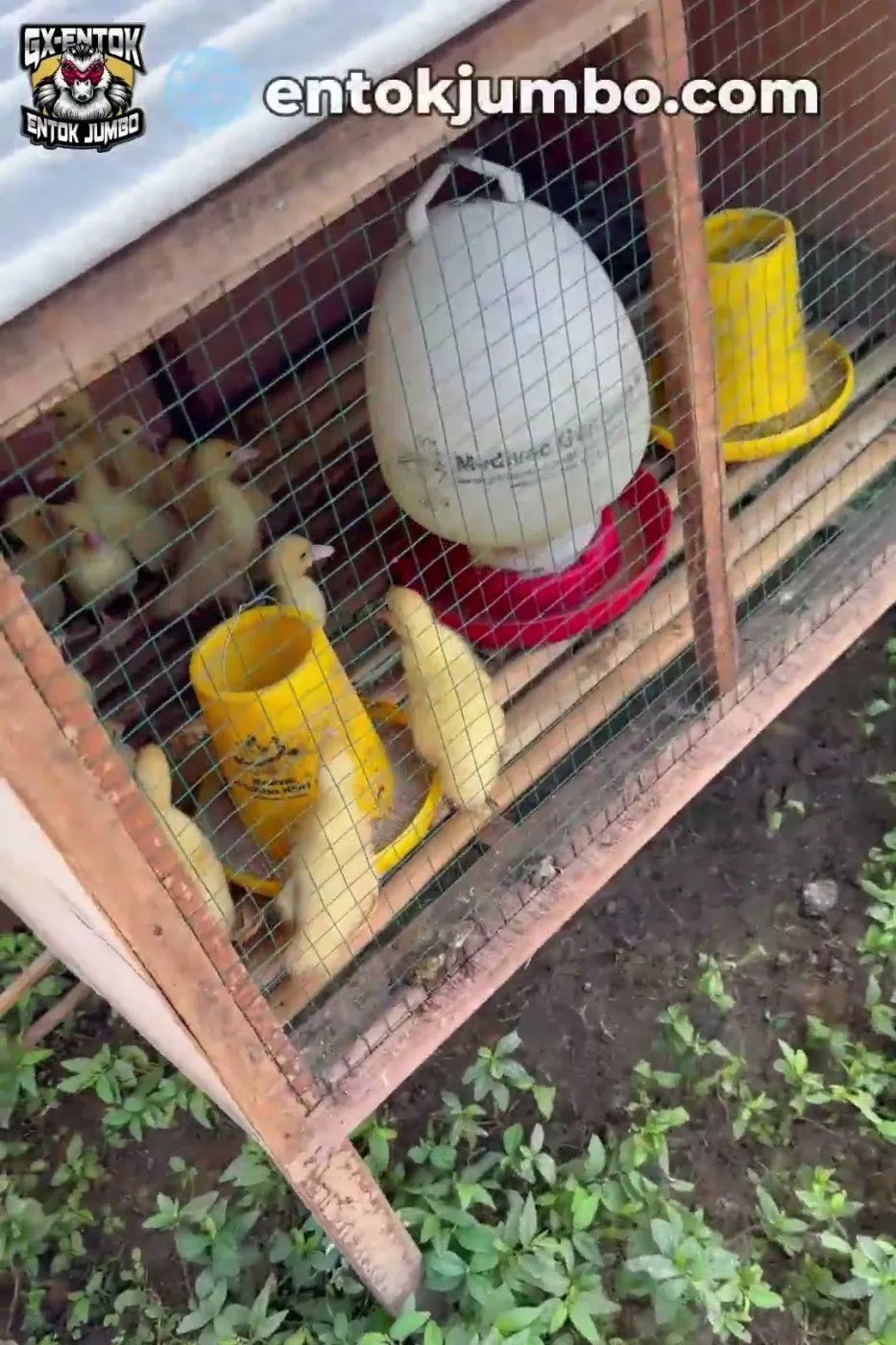 Rumput liar di sekitar kotak anakan entok jumbo