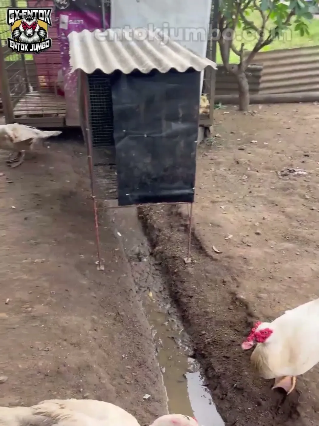 Kandang kecil bertirai terpal hitam di halaman entok jumbo