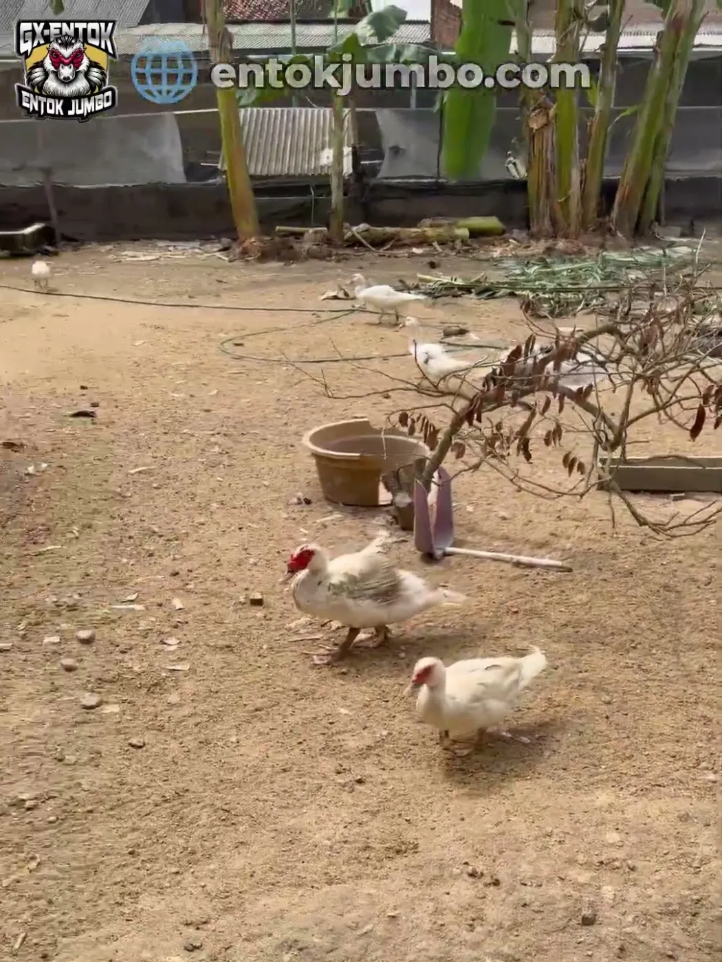 Alat kebun tergeletak di halaman entok jumbo