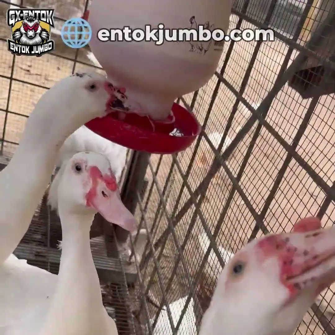 Entok jumbo mencelupkan paruh ke tempat minum
