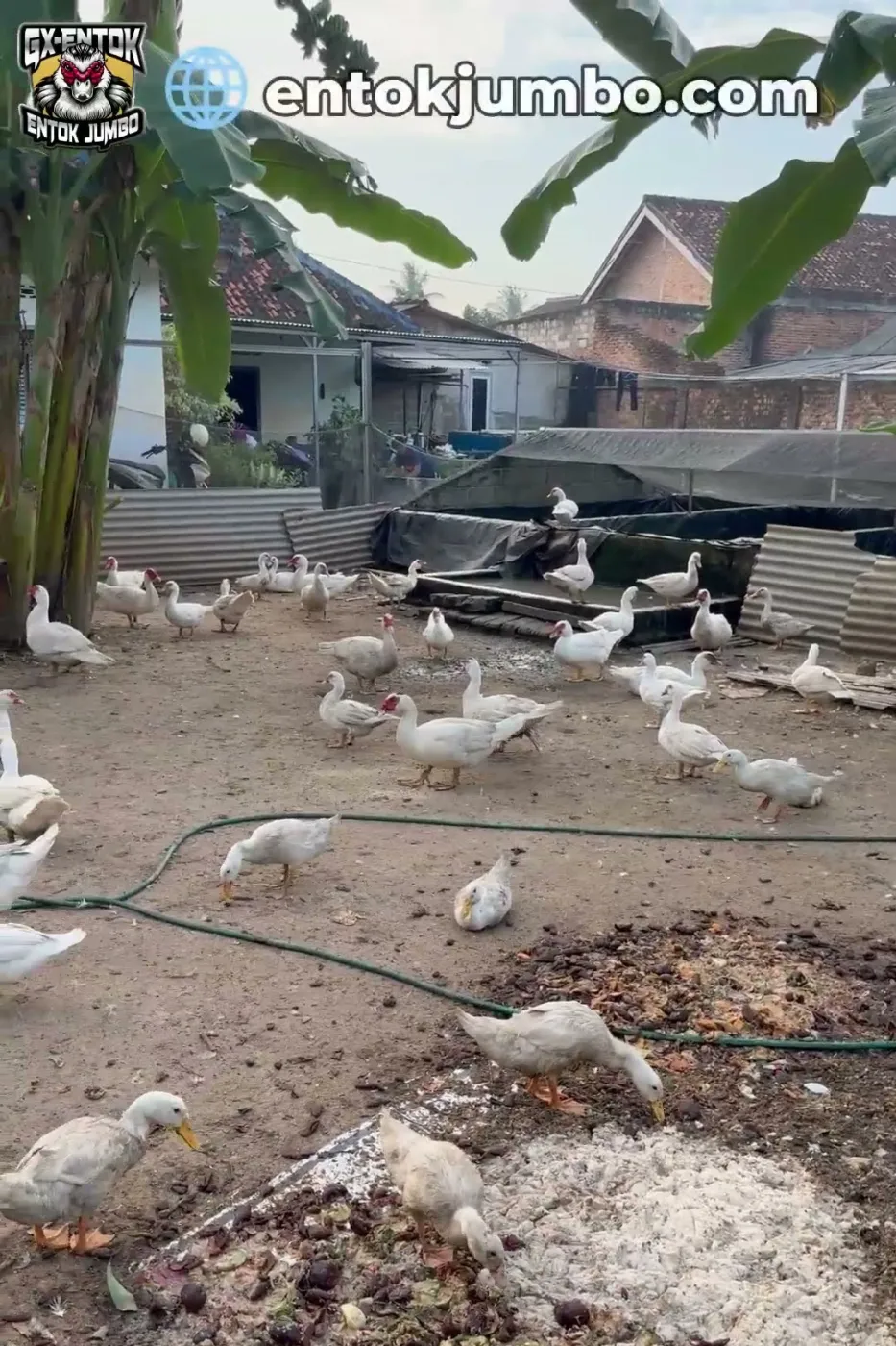 Sisa sayuran sebagai pakan tambahan entok jumbo
