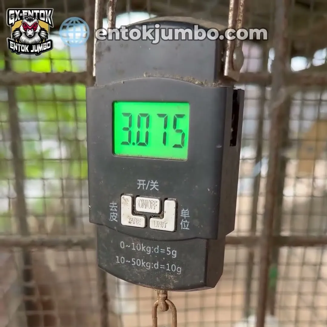 Menimbang entok jumbo dengan timbangan gantung digital