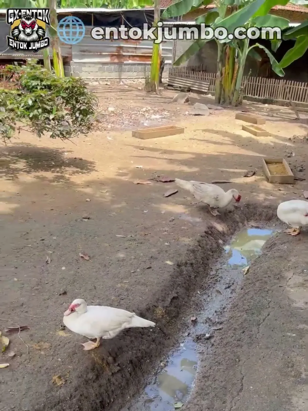 Parit berair di halaman dan bahayanya bagi anakan entok jumbo