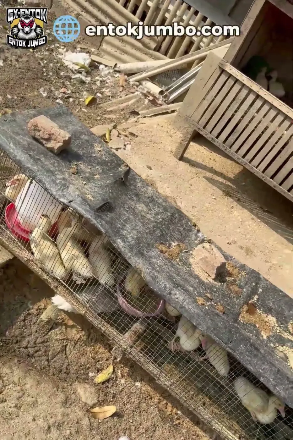 Kandang kawat memanjang di halaman untuk entok jumbo muda