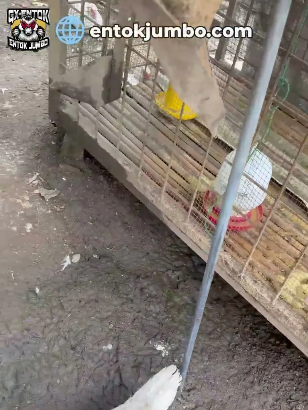 Karung sebagai penutup atap kandang anakan entok jumbo