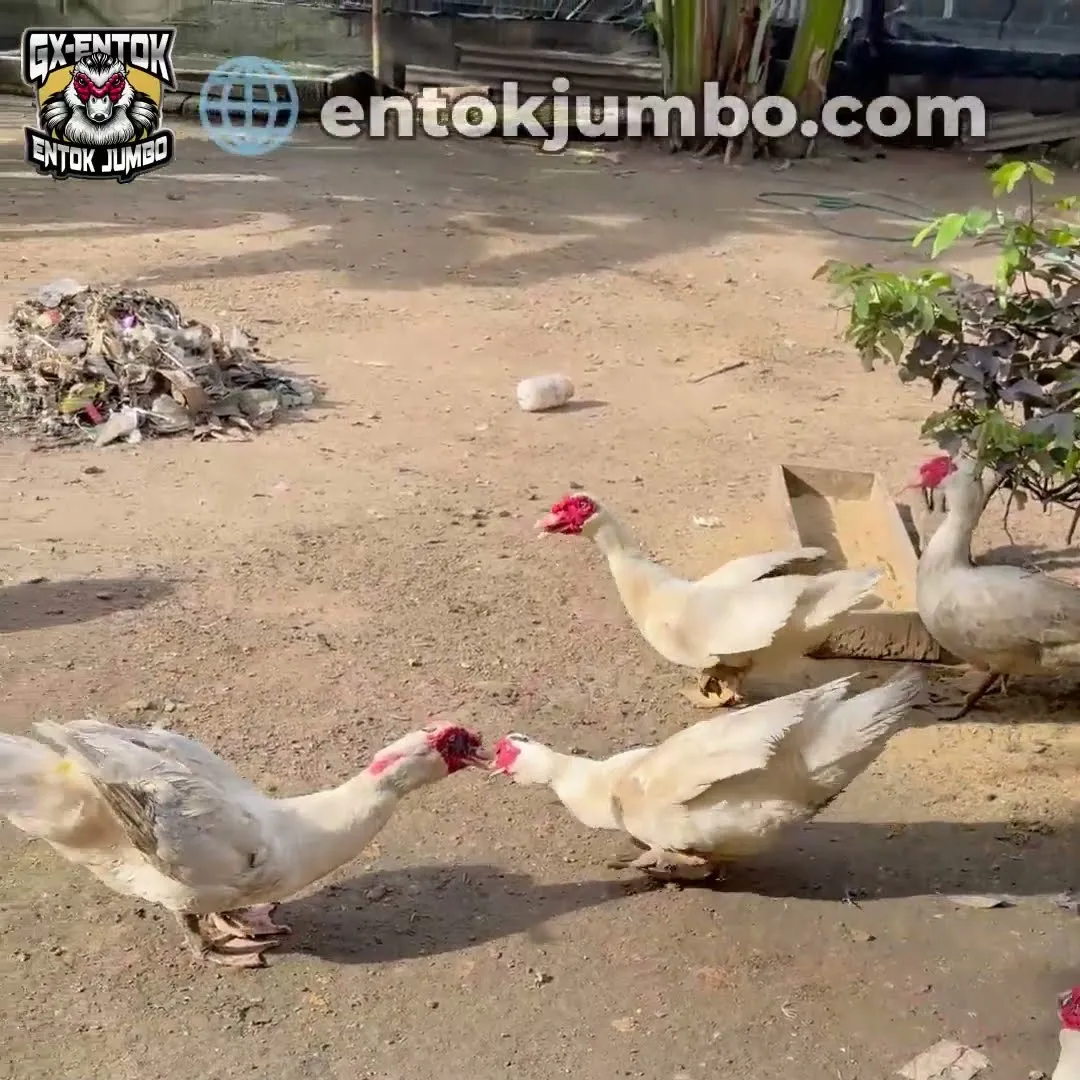 Dua entok jumbo saling berhadapan di halaman