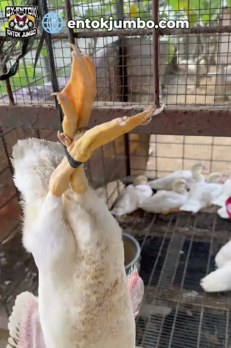 Mencatat berat entok jumbo muda dari waktu ke waktu
