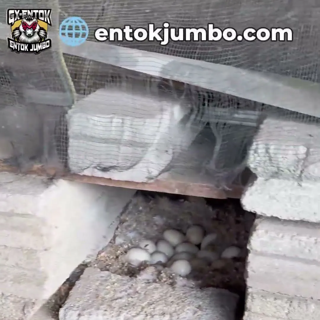 Sarang bertelur entok jumbo dari tumpukan batako