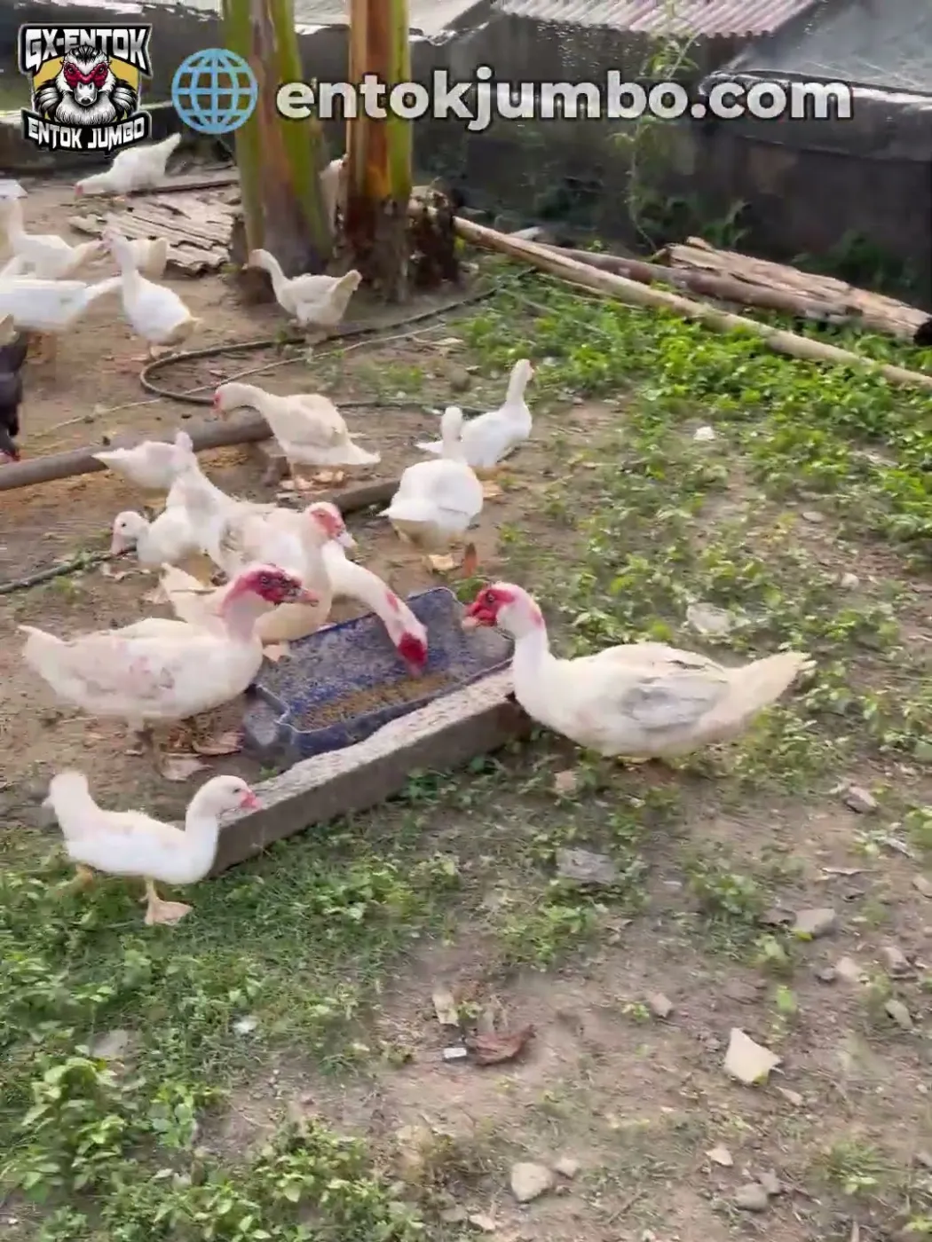 Memindah tempat pakan supaya rumput halaman tidak rusak