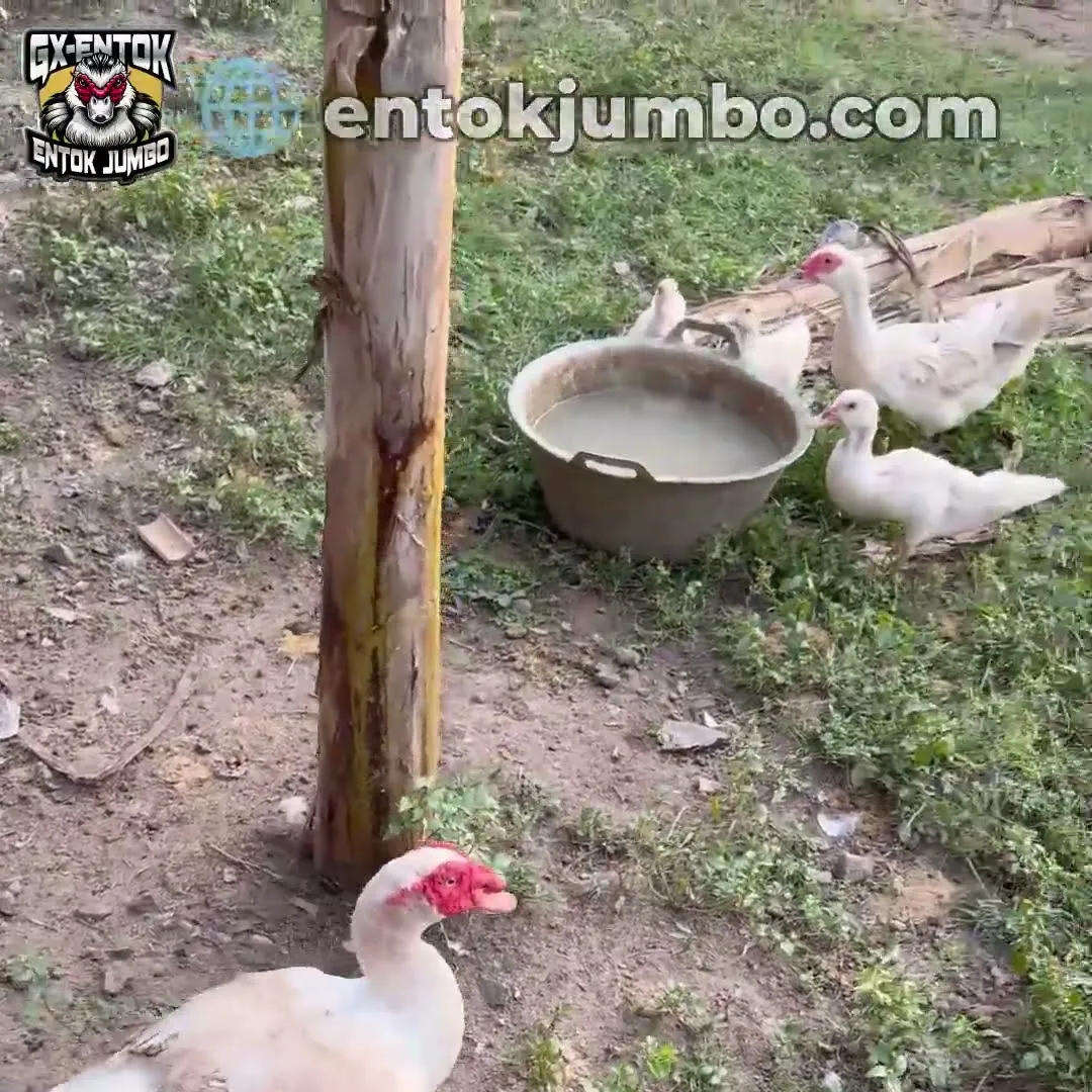 Entok jumbo muda dan baskom air: jangan sampai basah kuyup