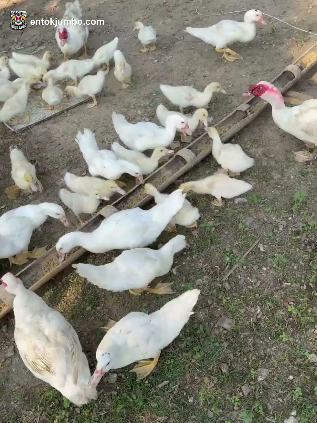 Tempat pakan dari bambu yang dibelah untuk entok jumbo
