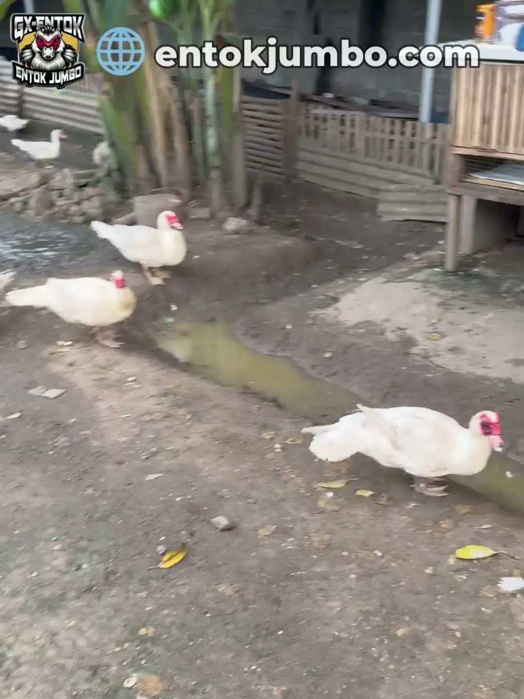 Air yang mengalir di permukaan halaman entok jumbo