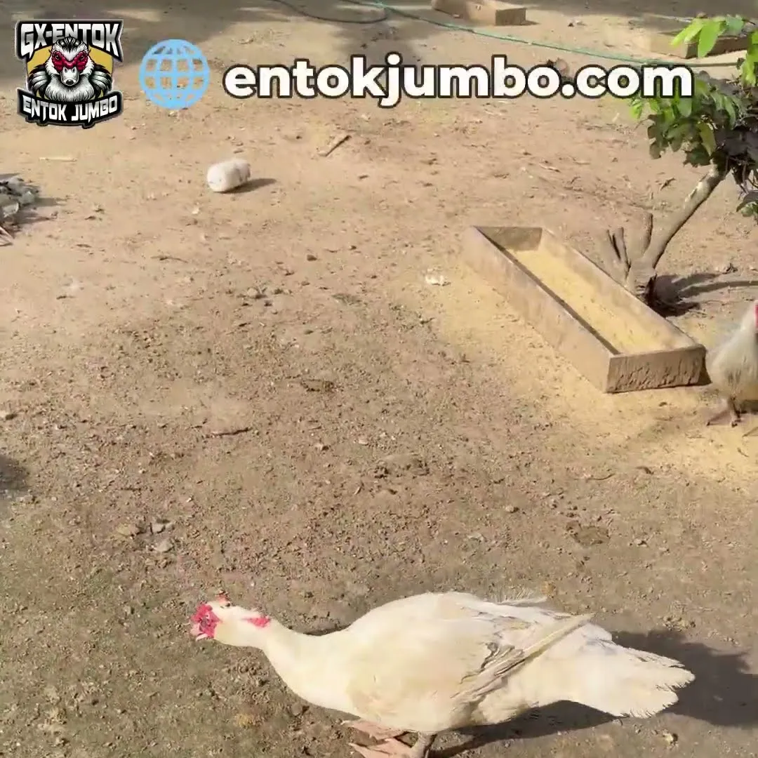 Pakan tercecer di sekitar kotak pakan halaman entok jumbo