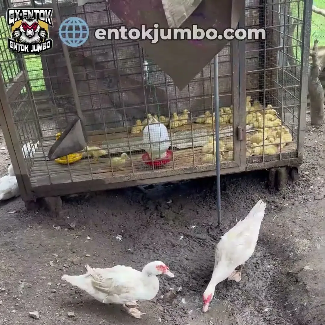 Anakan di dalam kandang, entok dewasa di luar: kenapa dipisah