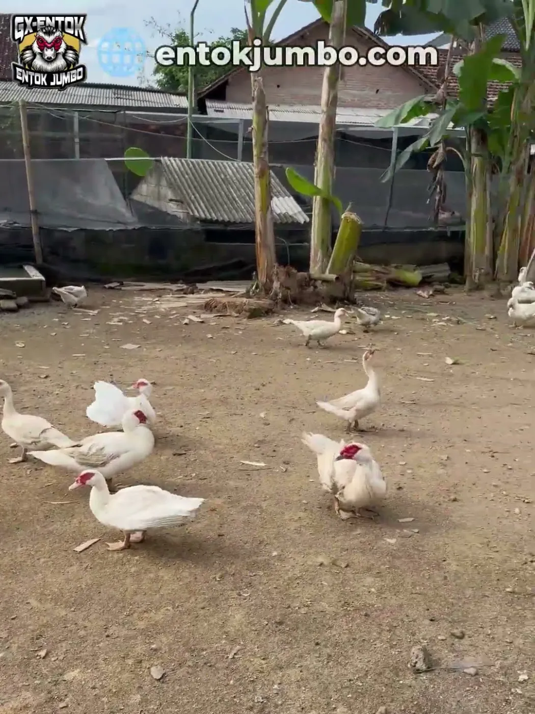 Jaring hitam sebagai dinding kandang entok jumbo
