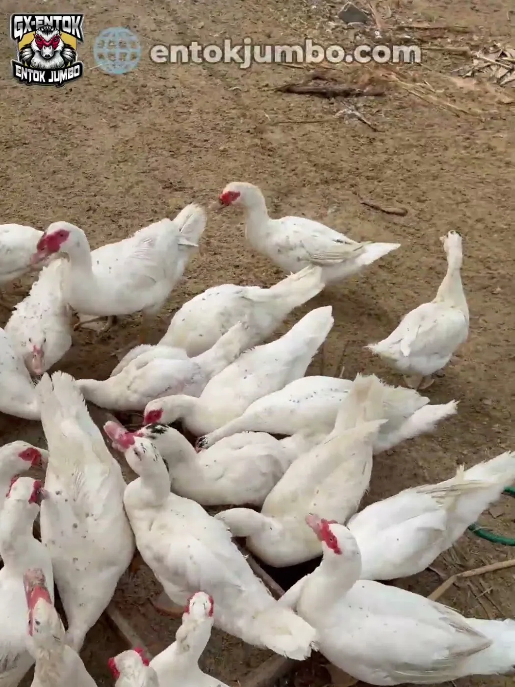 Banyak entok jumbo berebut di satu tempat pakan