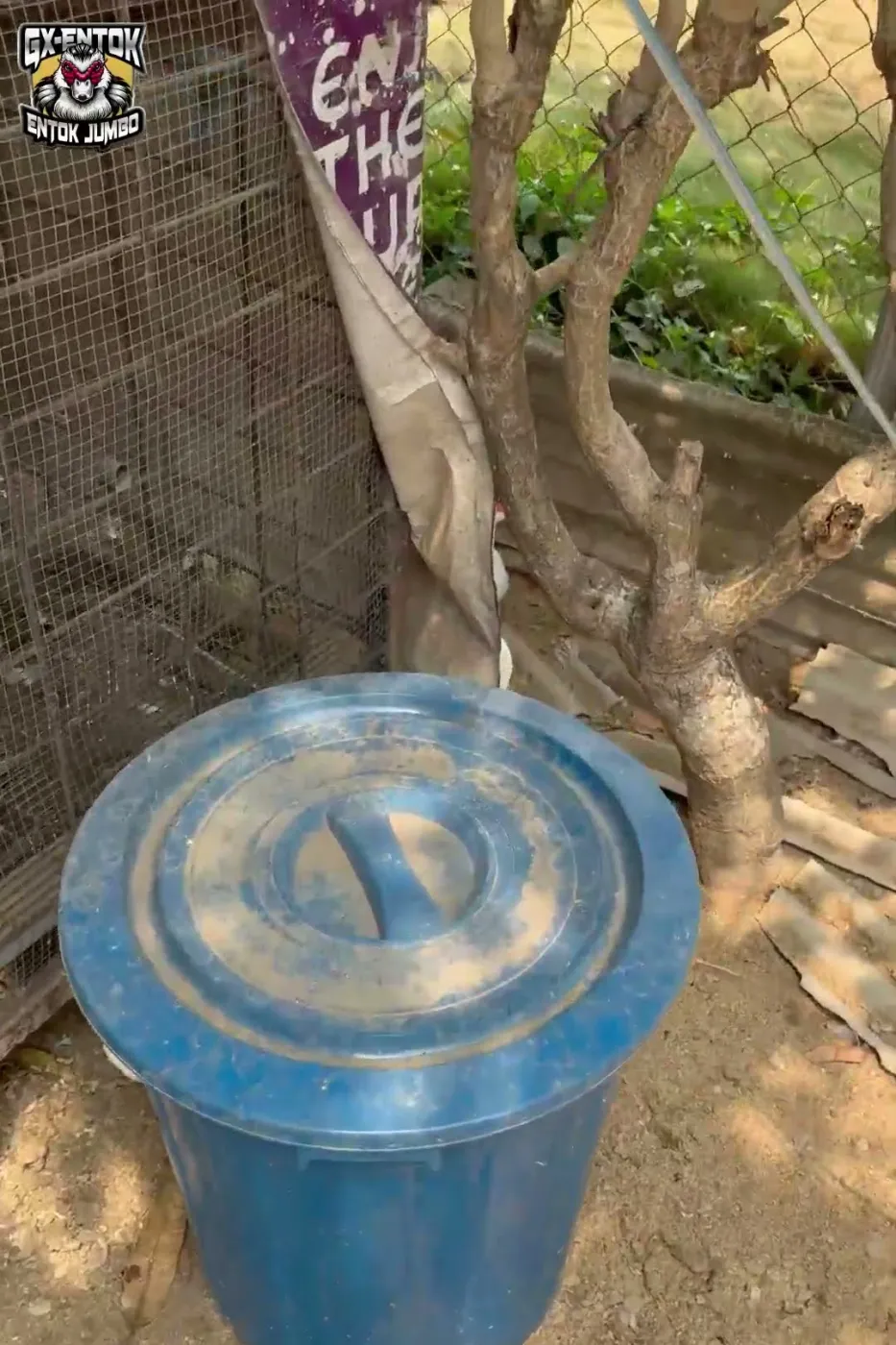 Drum plastik bertutup di samping kandang entok jumbo